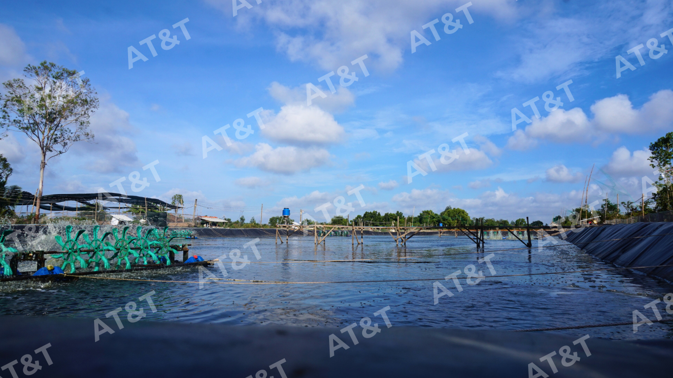 Lót ao tôm tại Trà Vinh bằng bạt HDPE