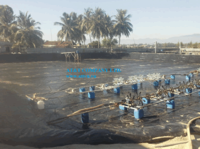 Lót bạt ao nuôi tôm từ màng chống thấm HDPE