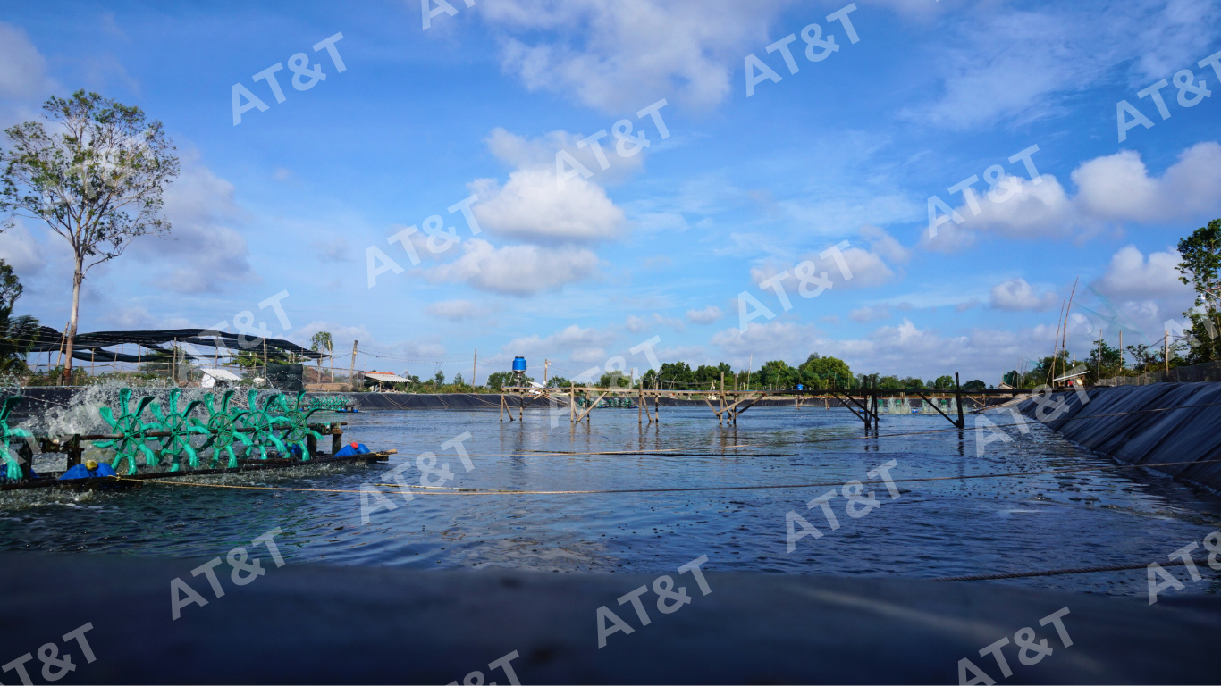 Bạt HDPE được thi công cho dự án hồ nuôi tôm