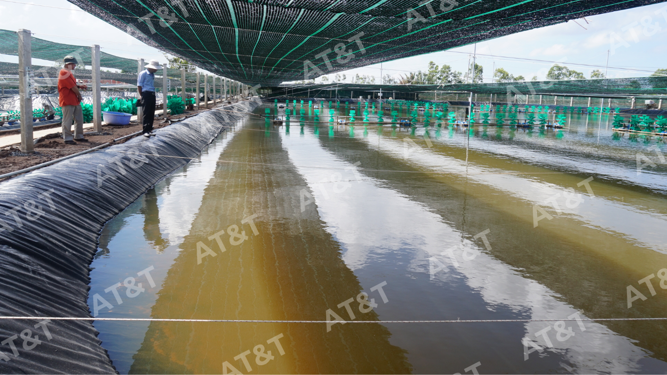 Hồ nuôi tôm được thi công bằng bạt HDPE
