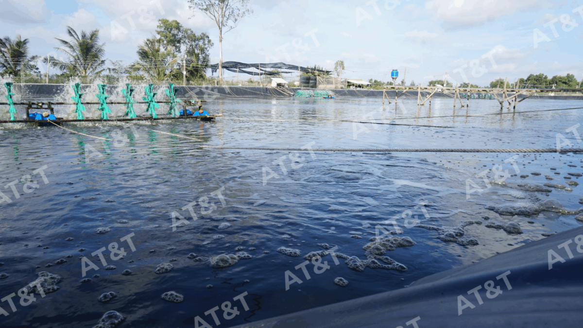 Công dụng màng HDPE trong lót hồ nuôi tôm