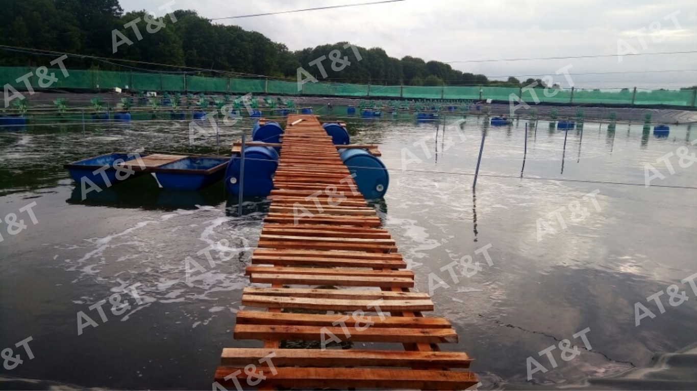Lót bạt HDPE cho ao nuôi tôm