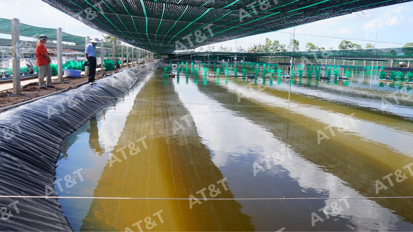 Sử dụng bạt HDPE lót hồ tôm giúp tăng năng suất
