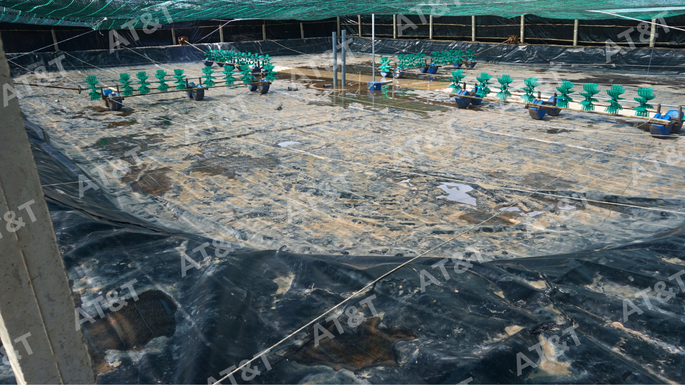 Bạt HDPE được ứng dụng lót ao nuôi tôm