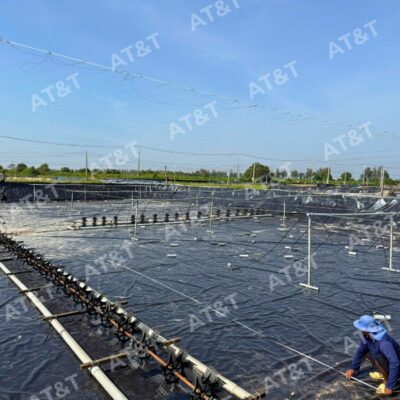 Màng HDPE làm hồ nuôi tôm: Giải pháp tăng năng suất, tối ưu chi phí và nâng cao hiệu quả nuôi